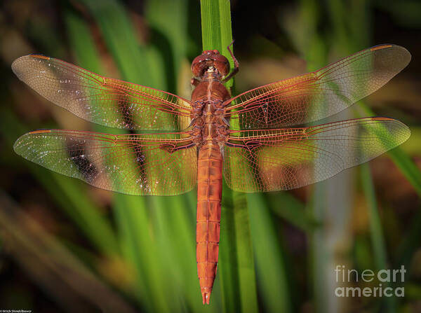 The Red Skimmer Dragonfly Art Print featuring the photograph The Red Skimmer Dragonfly by Mitch Shindelbower