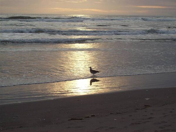 Seagull Art Print featuring the photograph The Spotlight by Julie Bell