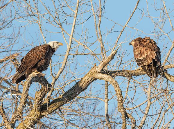 American Bald Eagles Art Print featuring the photograph The Stare Down 2017-1 by Thomas Young