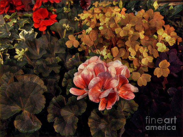 The Warmth Of Summer - Colors In The Garden Art Print featuring the photograph The Warmth of Summer - Colors in the Garden by Miriam Danar