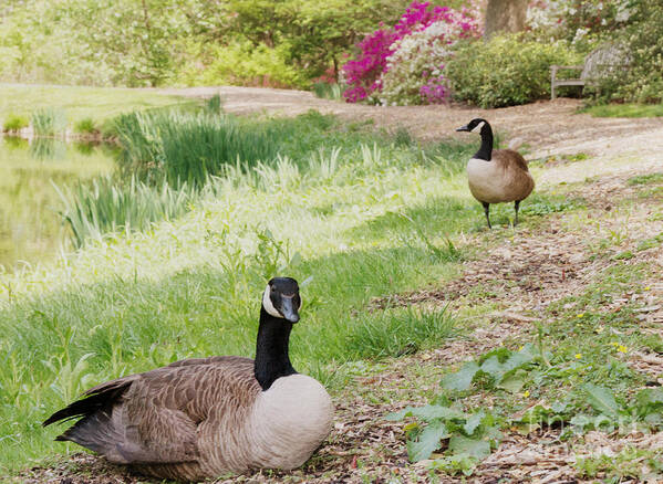 Canada Geese Art Print featuring the photograph The Watchman by Chris Scroggins