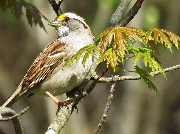 Sparrows Art Print featuring the photograph The White Throated Sparrow by Lori Frisch