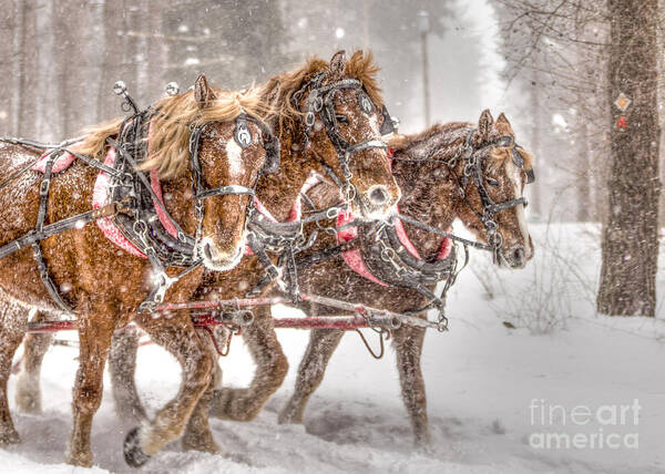 Horses Art Print featuring the photograph Three Horses - Color by Rod Best