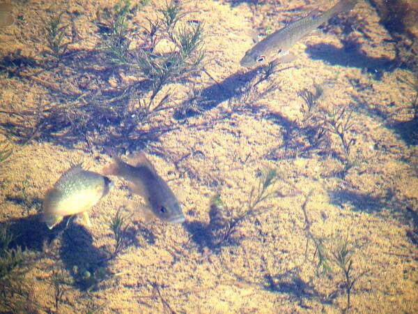 Nature Art Print featuring the photograph Three Little Fishes by Peggy King