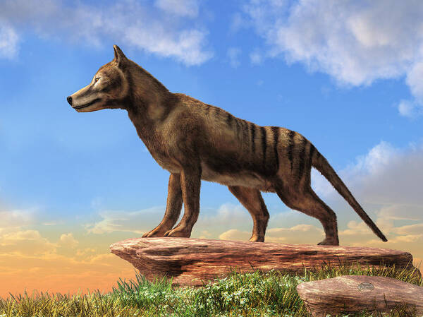 Thylacine Art Print featuring the digital art Thylacine by Daniel Eskridge