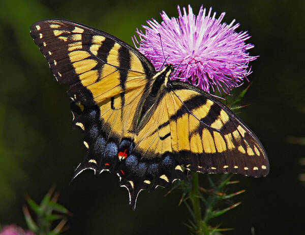 Butterfly Art Print featuring the photograph Tiger Swallowtail by William Jobes