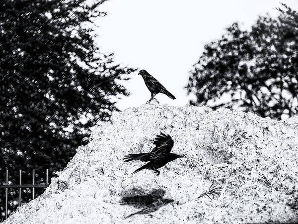 Ravens Art Print featuring the photograph Time of Ravens by Jaroslav Buna