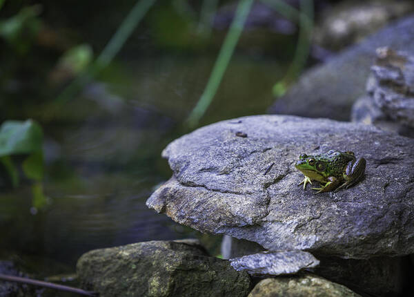 Toad Art Print featuring the photograph Toading it up by Jason Moynihan