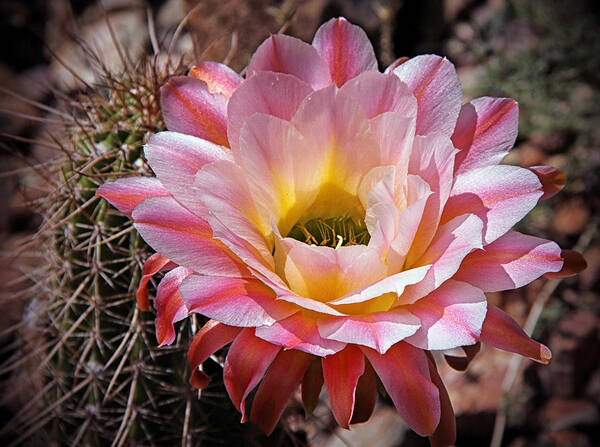 Flowers Art Print featuring the photograph Torch Cactus Flower by Elaine Malott
