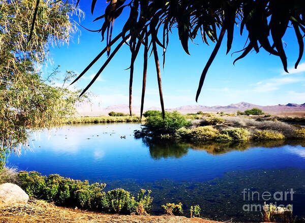 Tranquil Art Print featuring the photograph Tranquil Bird Preserve by Beth Myer Photography