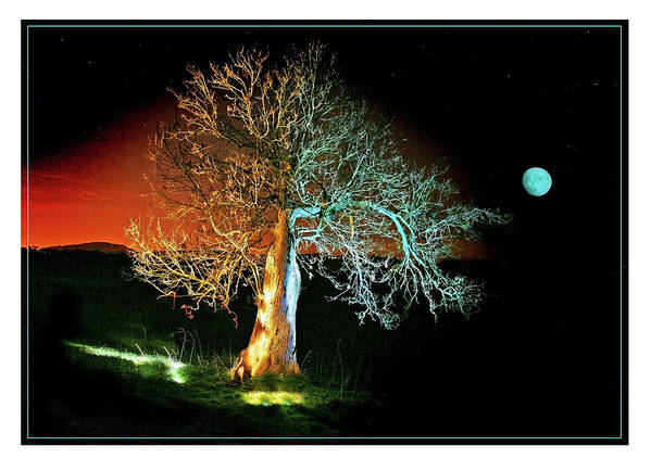 Tree Art Print featuring the photograph Tree and Moon by Mal Bray