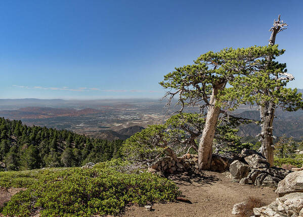 Socal Art Print featuring the photograph Tree With a View by Ed Clark