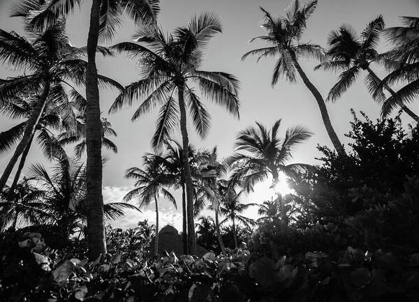 Palm Trees Art Print featuring the photograph Tropical Paradise in B and W by George Kenhan