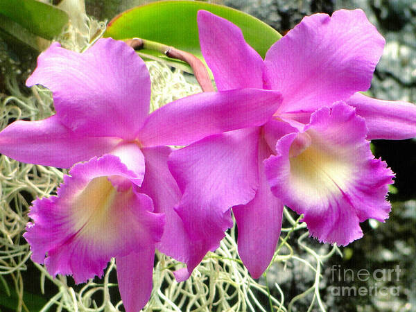 Orchid Art Print featuring the photograph Tropical Twins by Sue Melvin