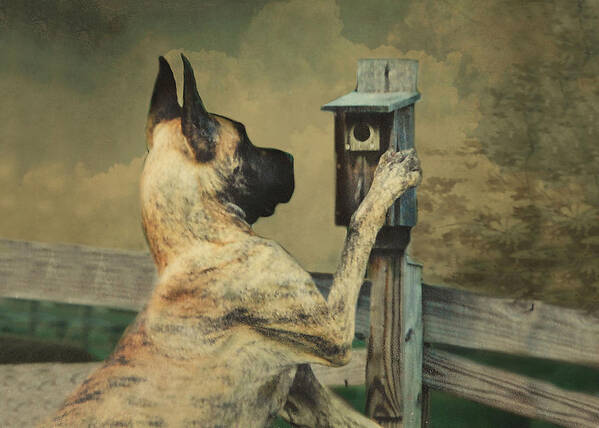 Great Dane Art Print featuring the photograph Tucker and the Birdhouse by Fran J Scott