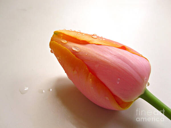 Photography Art Print featuring the photograph Tulip 4 by Addie Hocynec