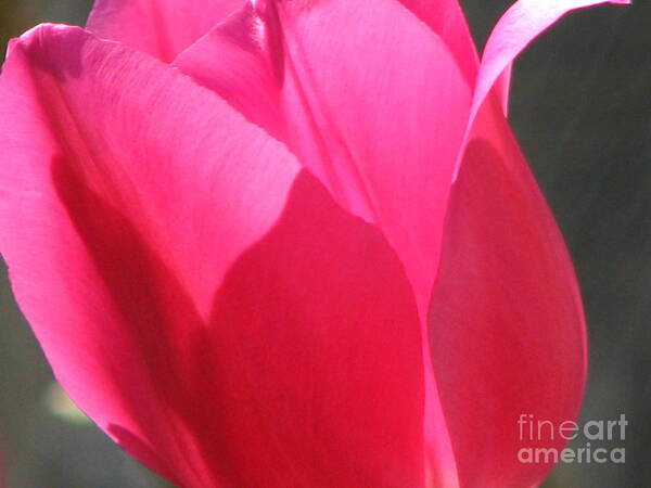 Tulip Art Print featuring the photograph Tulip in Pink by Roxy Riou