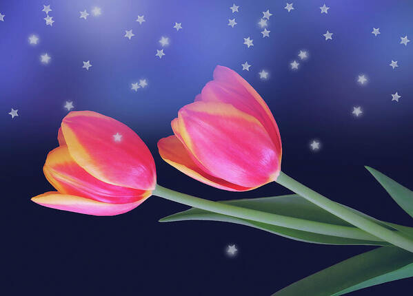 Tulip Art Print featuring the photograph Tulips And Stars by Johanna Hurmerinta