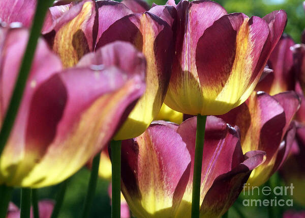 Flora Art Print featuring the photograph Tulips In Backlight 1 by Rudi Prott