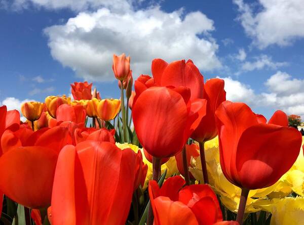 Tulip Art Print featuring the photograph Tulips In The Sky by Brian Eberly