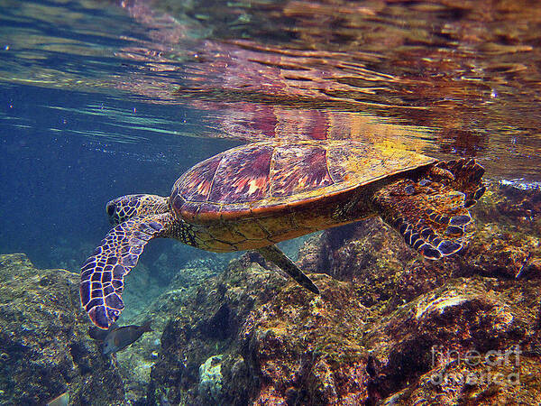 Hawaiian Green Sea Turtle Art Print featuring the photograph Turtle Reflections by Bette Phelan
