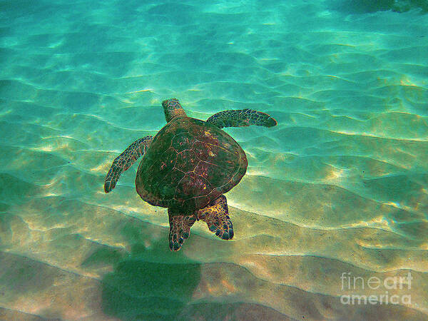 Honu Art Print featuring the photograph Turtle Sailing over Sand by Bette Phelan