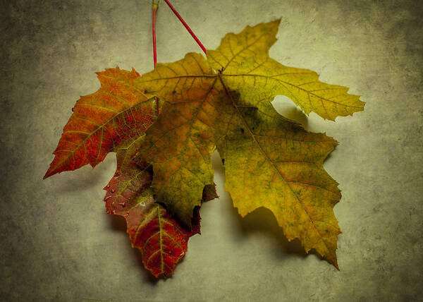 Terry D Photography Art Print featuring the photograph Two Autumn Leaves by Terry DeLuco