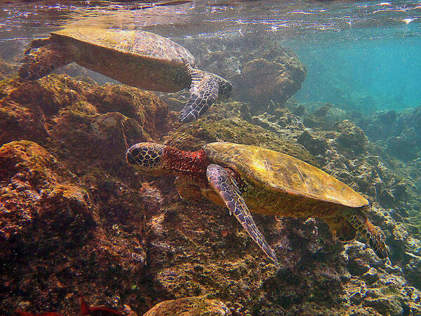 Hawaiian Green Sea Turtles Art Print featuring the photograph Two Honu on the Reef by Bette Phelan
