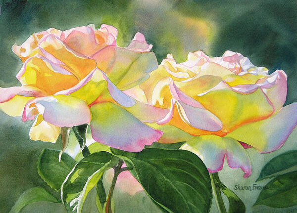 Peace Roses Art Print featuring the painting Two Peace Rose Blossoms by Sharon Freeman