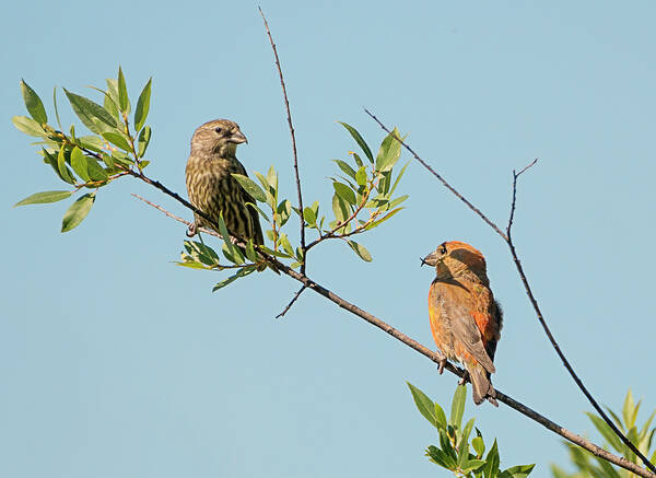 Loree Johnson Photography Art Print featuring the photograph Two Red Crossbills by Loree Johnson