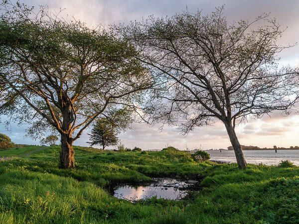 Humboldt Bay Art Print featuring the photograph Two Trees and a Puddle by Greg Nyquist