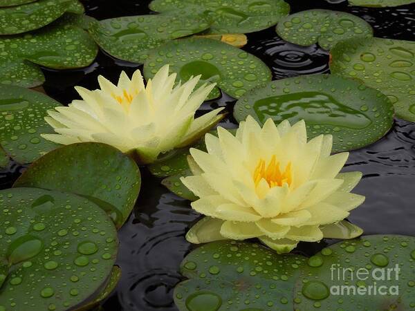 Water Lily Art Print featuring the photograph Two Water Lilies In The Rain by Chad and Stacey Hall