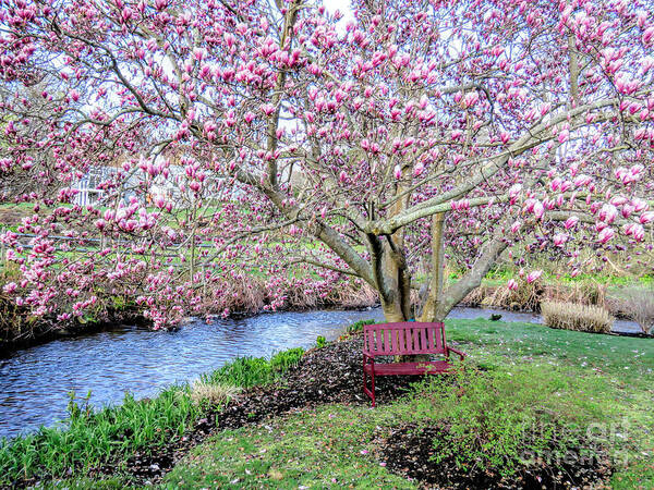 Magnolia Tree Art Print featuring the photograph Under the Magnolia Tree by Janice Drew
