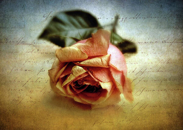 Flower Art Print featuring the photograph Unsaid by Jessica Jenney