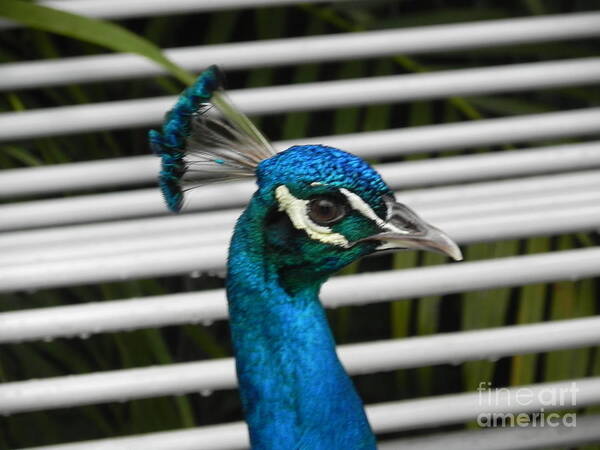 Photography Art Print featuring the photograph Up Close Peacock by Chrisann Ellis