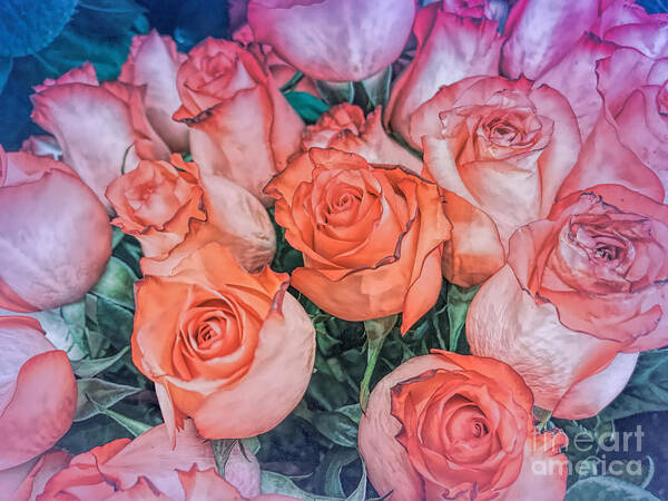 Roses Art Print featuring the photograph Valentines Day Roses by Janice Drew