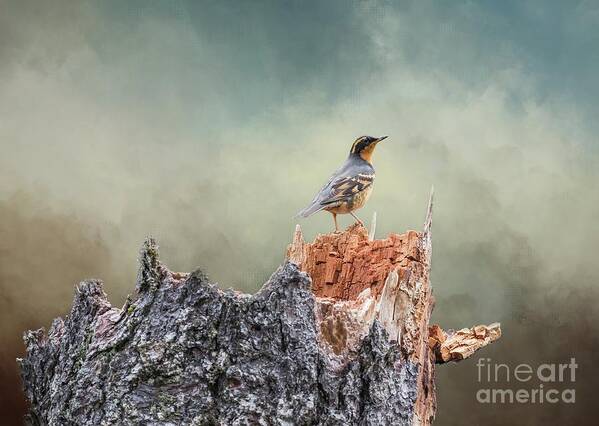 Varied Thrush Art Print featuring the photograph Varied Thrush on a Dead Tree by Eva Lechner