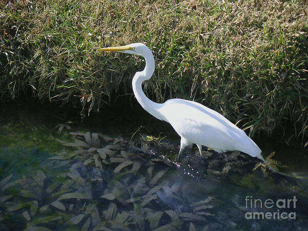 Nature Art Print featuring the photograph Wading For Dinner by Lucyna A M Green