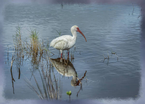 Animal Art Print featuring the photograph Wading White Ibis by John M Bailey