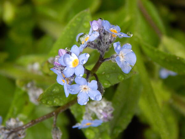 Flower Art Print featuring the photograph Water Drops by Gallery Of Hope 