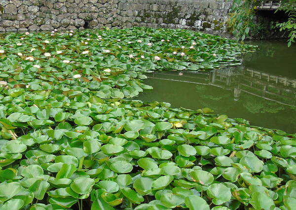 Sunpu Castle Park Art Print featuring the photograph Water Lilies In The Moat by Susan Lafleur