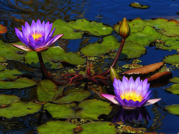 Alligators Art Print featuring the photograph Water Lilies IV by Kathi Isserman