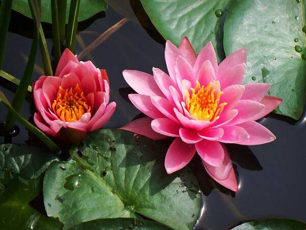 Water Lilies Art Print featuring the photograph Water Lilies by Joy Nichols