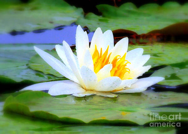 Water Lily Art Print featuring the photograph Water Lily - Digital Painting by Carol Groenen