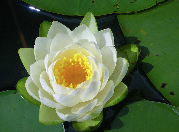 Cassadaga Lakes Art Print featuring the photograph Water Lily 3437 by Guy Whiteley