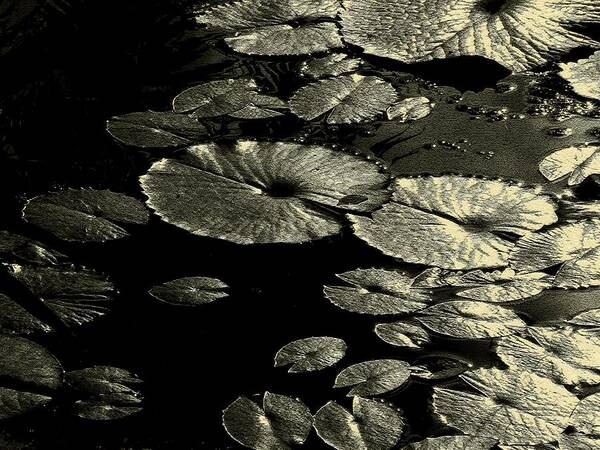 Leaves Art Print featuring the photograph Water Lily Leaves in Texture by Rosalie Scanlon