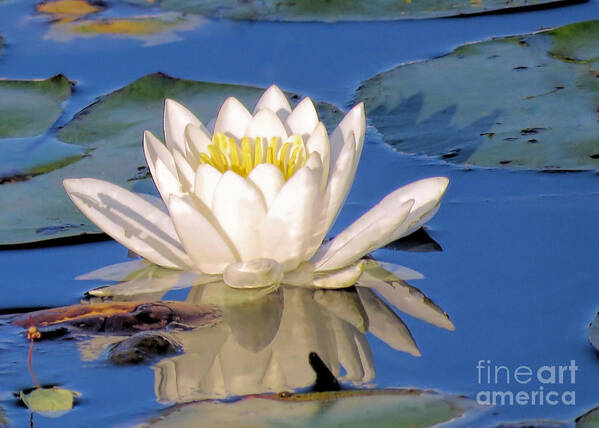 Janice Drew Art Print featuring the photograph Water Lily Reflection by Janice Drew