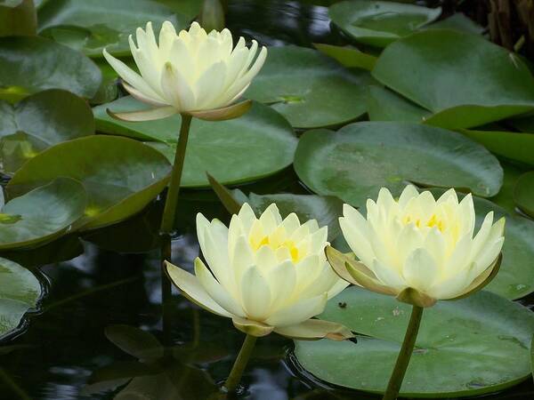 Waterlily Art Print featuring the photograph Waterlilies by Celene Terry
