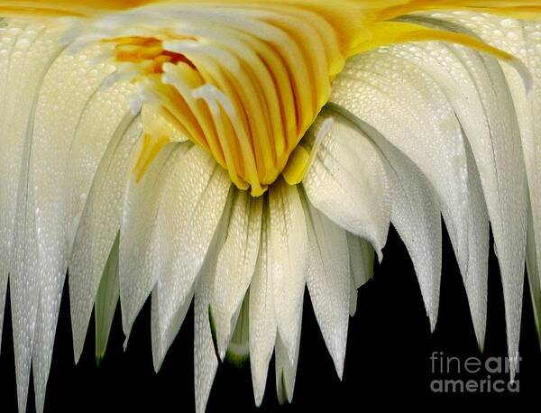 Waterlily Art Print featuring the photograph Waterlily Flower Abstract by Rose Santuci-Sofranko