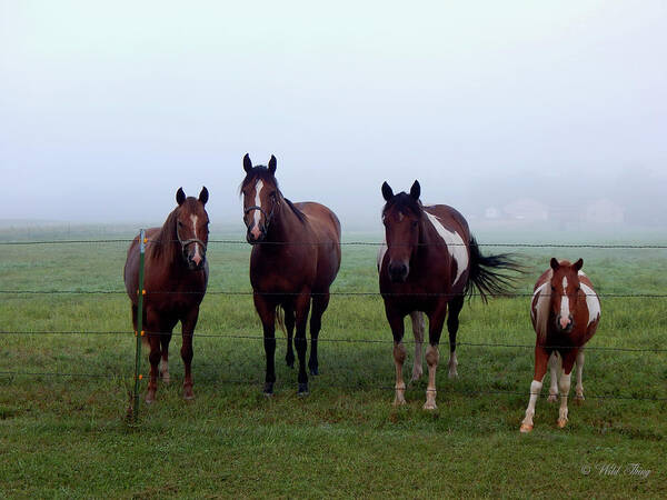 Horse Art Print featuring the photograph We're Waiting by Wild Thing